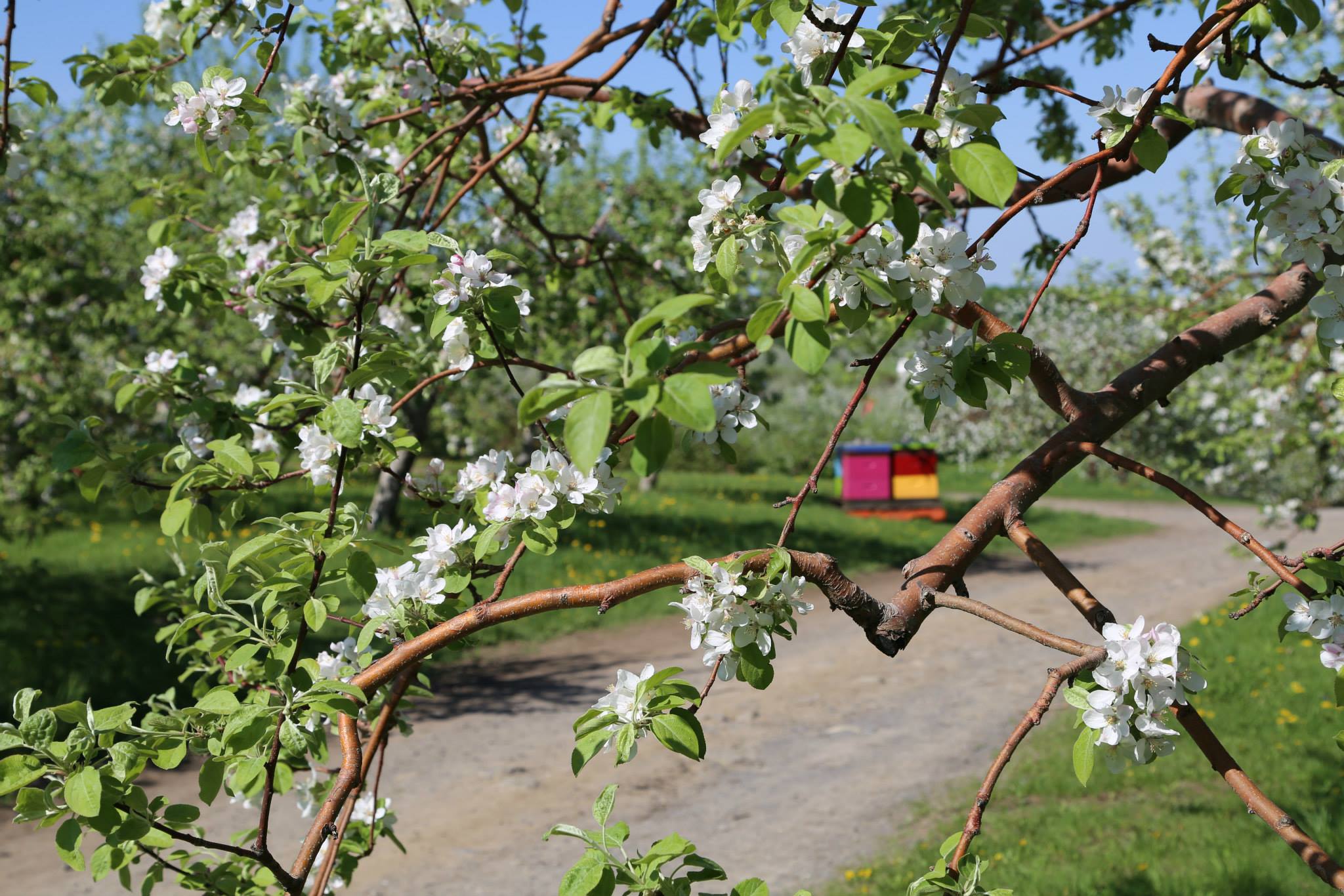 C'est la dernière fin de semaine pour profiter des pommiers en fleurs du Domaine Lafrance